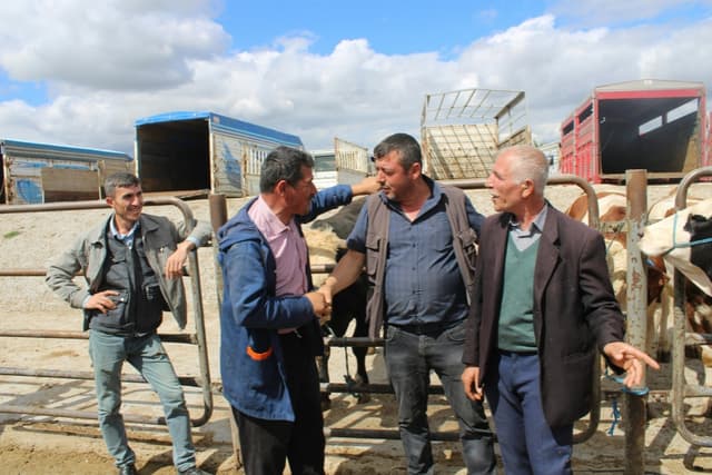 Consulting + Software